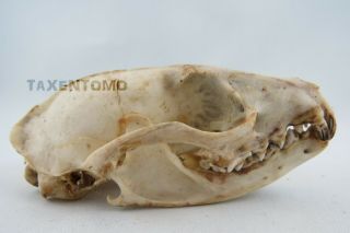 African Palm Civet (nandinia Binotata) Skull Taxidermy Real