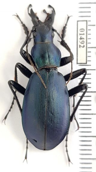 Carabidae Carabus (megodontoides) Erwini Erwini China,  Sichuan