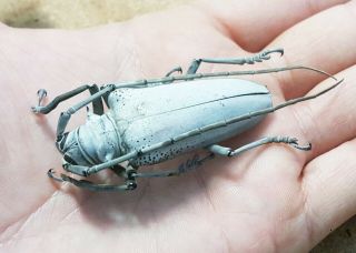 Cerambycidae - Batocera Sp.  50mm A1 From W.  Papua