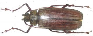 Prioninae Xixuthrus Axis Female A1 71mm (west Papua)