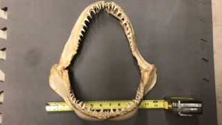 12 Inch Shark Jaws,