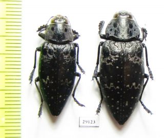 Buprestidae,  Chalcophorella Bagdadensis,  Pair,  Iri,  Fars Prov.