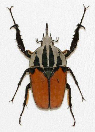 Mecynorrhina Oberthuri Unicolor Male 71mm (tanzania)