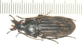 Carabidae Carabus Apotomopterus Sp.  South Yunnan