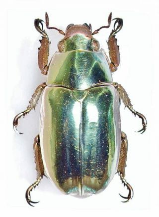 Scarabaeidae: Rutelinae: Chrysina Chrysargyrea,  A1