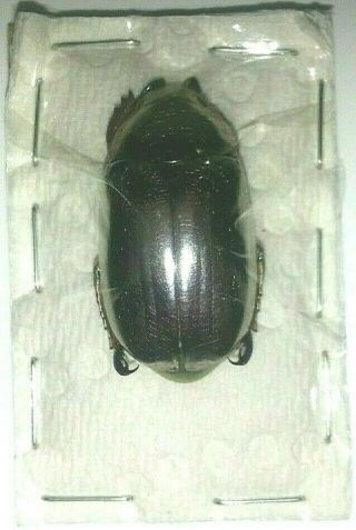 Scarabaeidae: Rutelinae: Chrysina chrysargyrea,  A1 2