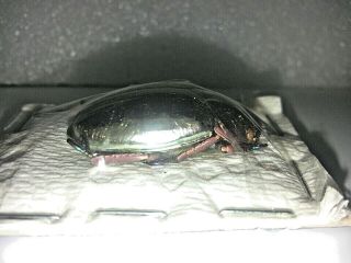 Scarabaeidae: Rutelinae: Chrysina chrysargyrea,  A1 3