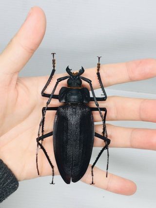 Ctenoscelis Ater From Peru Male 95mm Cerambycidae