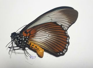 Papilio Zalmoxis,  Papilionidae,  Male,  2021 - 40