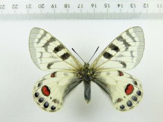 , Entomology,  Butterfly: Parnassius Charltonius Romanovi Male Kirgisistan,