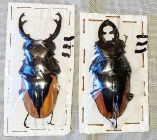 Beetle - Odontolabis Cuvera Fallaciosa 2 Males (111) From China