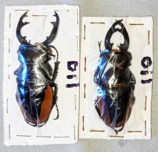 Beetle - Odontolabis Cuvera Fallaciosa 2 Males (110) From China