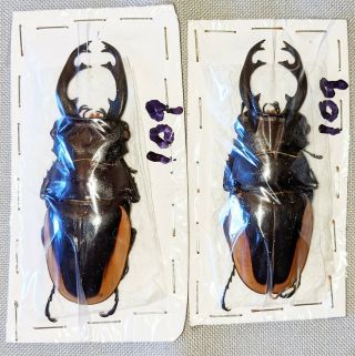 Beetle - Odontolabis Cuvera Fallaciosa 2 Males (109) From China