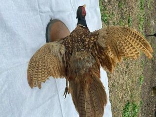 Vintage Taxidermy Wall Mount Ring Necked Pheasant Gamebird 32 " Flying