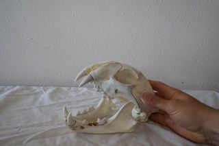 Mountain Lion Skull (decoration,  Art,  Fast)