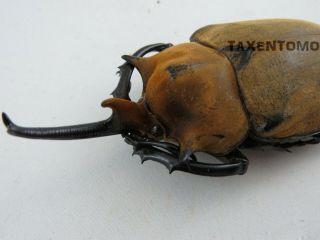 Megasoma Elephas (elephant Beetle) 100mm Real Insect Me31909