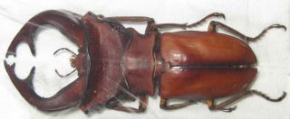 Lucanidae Cyclommatus Weinreichi Male A1 46mm (west Papua)