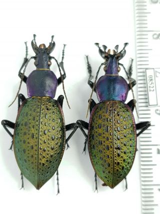 Carabidae Carabus (coptolabrus) Formosus Akane China,  Shaanxi Pair