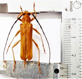 Cerambycidae Sp 27mm From North Sulawesi Indonesia