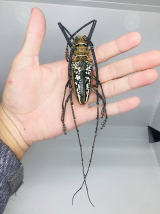 Batocera Wallacei Wallacei From Indonesia 75mm Cerambycidae