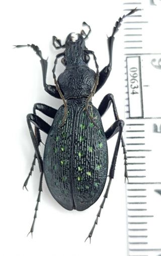 Carabidae Carabus (aristocarabus) Viridifossulatus Aleatus China,  Sichuan