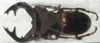 Lucanidae Cyclommatus Weinreichi Male A1 48mm (west Papua) Xl
