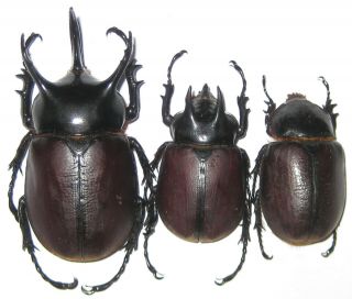 Dynastidae Eupatorus Beccari Kolettae Trio A1 Big Male 69mm (west Papua)