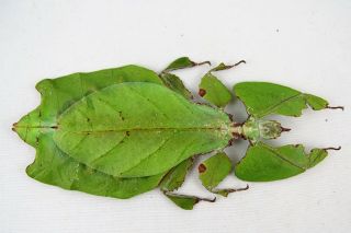 Phyllium Giganteum Giant Green Leaf Insect Female Taxidermy Real Unmounted