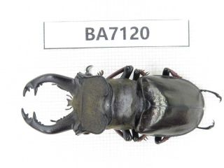Beetle.  Lucanus Langi.  Tibet,  Motuo County.  1m.  Ba7120.