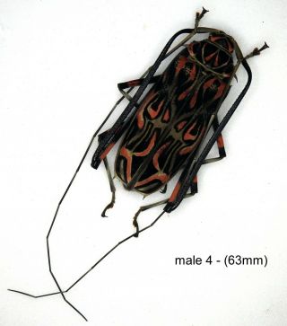 Beetle - 1 X Unmounted V.  Large Male (63mm) Acrocinus Longimanus (good A1/a1 -)