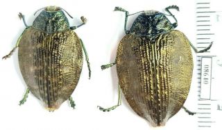 Buprestidae Polybothris ?alboplagiata Madagascar (with Gps - Data) 2 Ex.