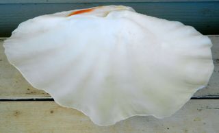 Vintage Giant Clam Tridacna Gigas Sea Shell 12 1/2 " X 8 1/2 “ No 1.