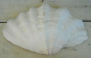 Vintage Giant Clam Tridacna Gigas Sea Shell 12 1/2 