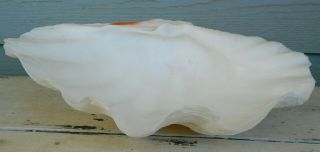Vintage Giant Clam Tridacna Gigas Sea Shell 12 1/2 