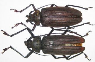 Prioninae Xixuthrus Lunicollis Pair A1 Male 105mm Female 99mm (buru)