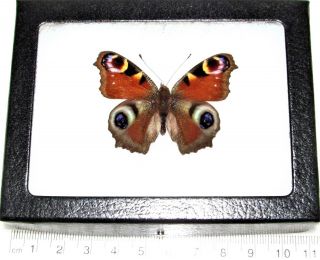 Inachis Io Real Framed Butterfly Red Purple Blue Peacock Buckeye