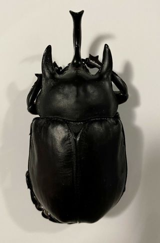 Male Megasoma Actaeon Beetle - A1 - 94mm
