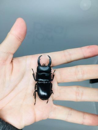 Dorcus Miwai From Taiwan 55mm Lucanidae