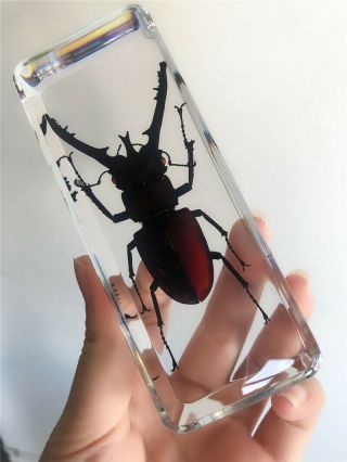 Real Red Wine Lucanidae Resin Insect Specimens Beetle Ornaments Good Packaged