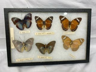 6 Real Butterfly Glass Shadow Box Display Frame Case Taxidermy Euc Riker Mount