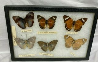 6 Real butterfly Glass Shadow Box Display Frame Case Taxidermy EUC Riker Mount 2