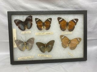 6 Real butterfly Glass Shadow Box Display Frame Case Taxidermy EUC Riker Mount 3