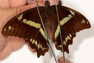 Papilionidae Papilio Pseudonireus Female Rare From Esat Usambara Mts.  Tanzania