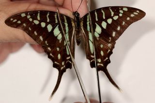 Papilionidae Graphium Polistratus Rare From Esat Usambara Mts.  Tanzania