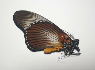 Papilio Zalmoxis,  Papilionidae,  Male,  2021 - 55