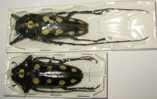 Batocera Roylei Pair With Male 58mm Female 57mm (cerambycidae)