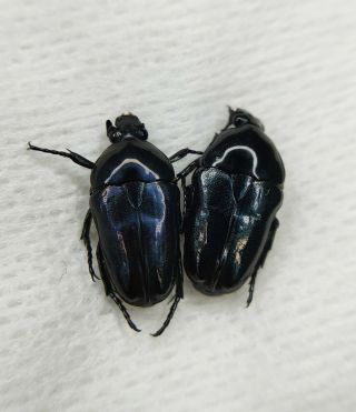 Scarabaeidae,  Cetoniinae,  Cetonidae,  Flower Beetle,  Pair,  Chongqing,  China