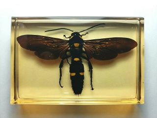 Megascolia Procer Javanensis.  Real Giant Scoliid Wasp Resin Encapsulation.