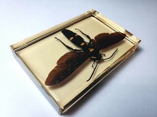 MEGASCOLIA PROCER JAVANENSIS.  Real Giant Scoliid Wasp resin encapsulation. 2