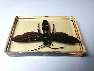 MEGASCOLIA PROCER JAVANENSIS.  Real Giant Scoliid Wasp resin encapsulation. 3